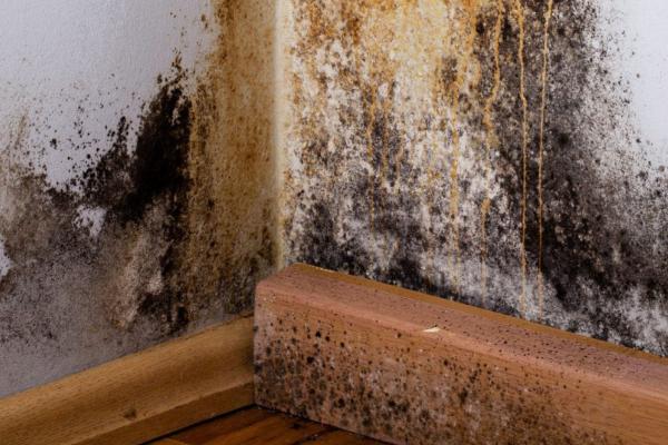 Does Homeowners Insurance Cover Mold Damage?